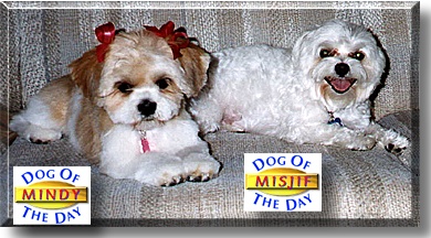 Misjif, Mindy, the Dog of the Day