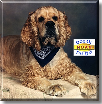 Noah Weis, the Dog of the Day