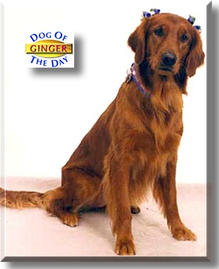 Ginger, the Dog of the Day