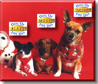 Blaze, Moose, and Tuesday, the Dog of the Day
