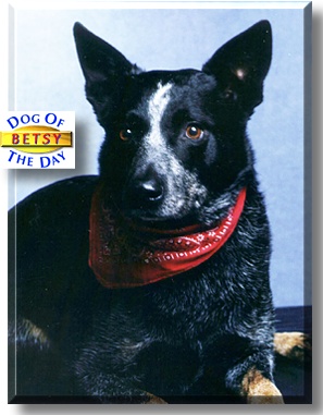 Betsy, the Dog of the Day