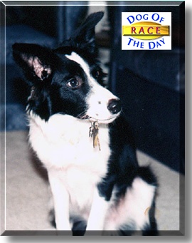 Race, the Dog of the Day
