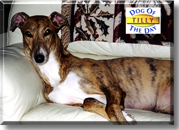 Tilly, the Dog of the Day