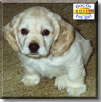 Rollo, the Dog of the Day