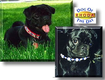 Rhoda, the Dog of the Day