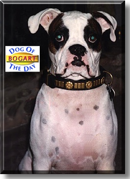 Bogart, the Dog of the Day