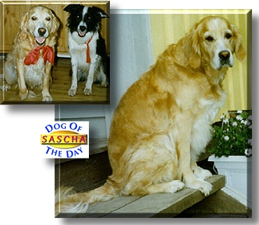 Sascha, the Dog of the Day