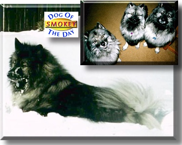 Smokey, the Dog of the Day