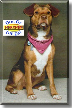 Hershey, the Dog of the Day