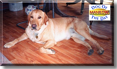 Manilow, the Dog of the Day