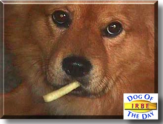 Irbe, the Dog of the Day