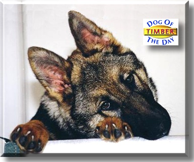 Timber, the Dog of the Day