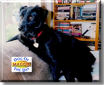 Maggie McMiggins, the Dog of the Day