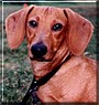 Frankie