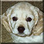 Rollo