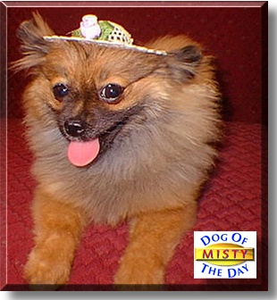 Misty, the Dog of the Day