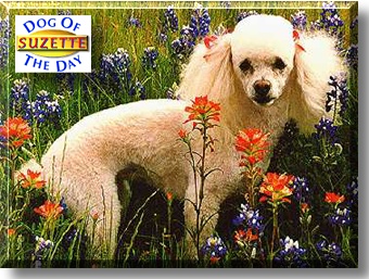Suzette, the Dog of the Day