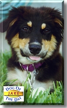 Jake, the Dog of the Day