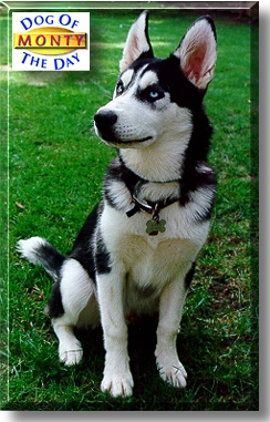 Monty, the Dog of the Day