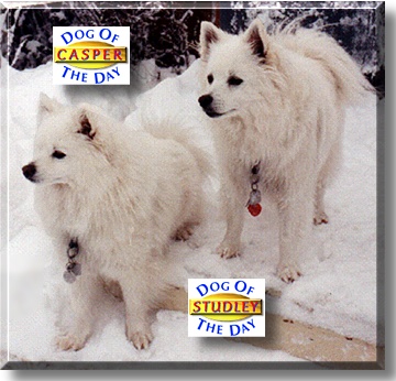 Casper and Studley, the Dog of the Day