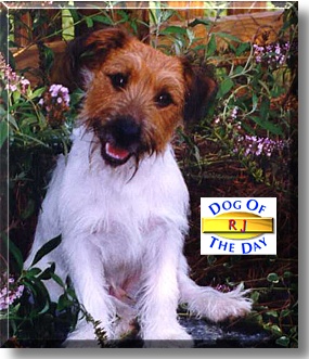 RJ, the Dog of the Day