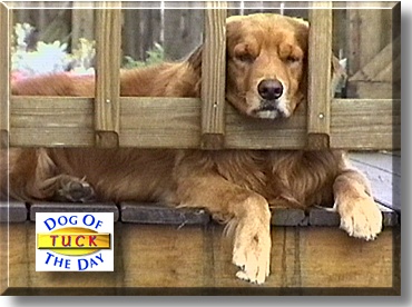 Tuck, the Dog of the Day
