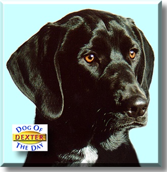 Dexter, the Dog of the Day