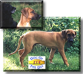 Zeb, the Dog of the Day