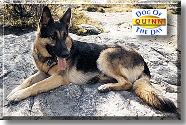 Quinn, the Dog of the Day