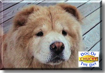 Chuckle Berry Chow, the Dog of the Day