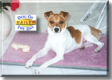 Hailey, the Dog of the Day