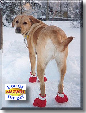 Maxwell Heeter, the Dog of the Day