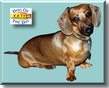 Katie, the Dog of the Day