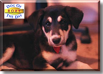 Roxy, the Dog of the Day