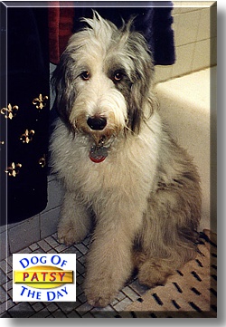 Patsy, the Dog of the Day