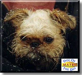 Maybe a Lil Miracle, the Dog of the Day