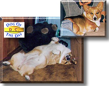 D. C. (Mother's Darling Corgi), the Dog of the Day