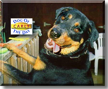 Carly, the Dog of the Day