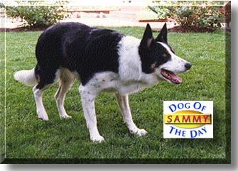 Sammy (AKA SammerJones), the Dog of the Day