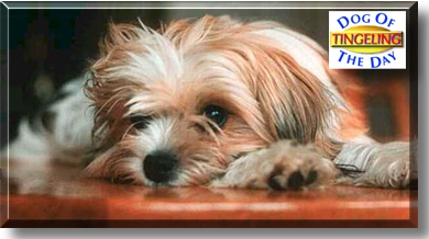 Tingeling, the Dog of the Day