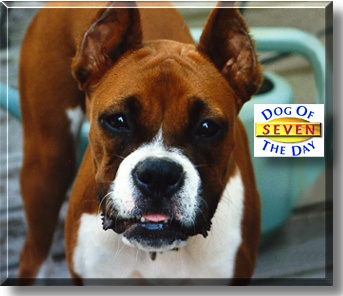 Seven, the Dog of the Day
