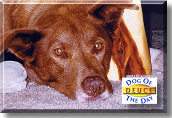 Deuce, the Dog of the Day