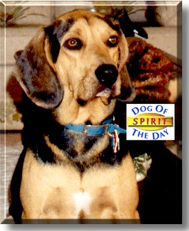 Spirit, the Dog of the Day