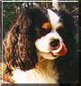 Otto