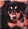 Roxy