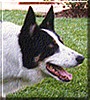 Sammy