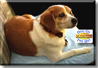 Scooter, the Dog of the Day