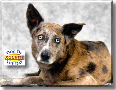 Xochitl, the Dog of the Day