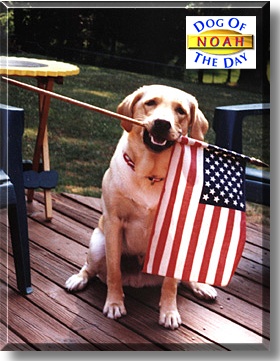 Noah, the Dog of the Day