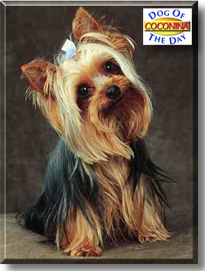 Coconina, the Dog of the Day